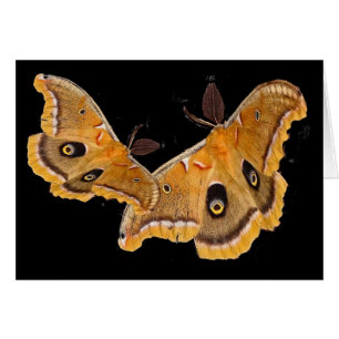 Polyphemus Motten