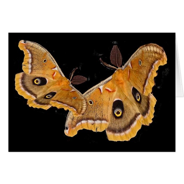 Polyphemus Motten (Vorderseite (Horizontal))