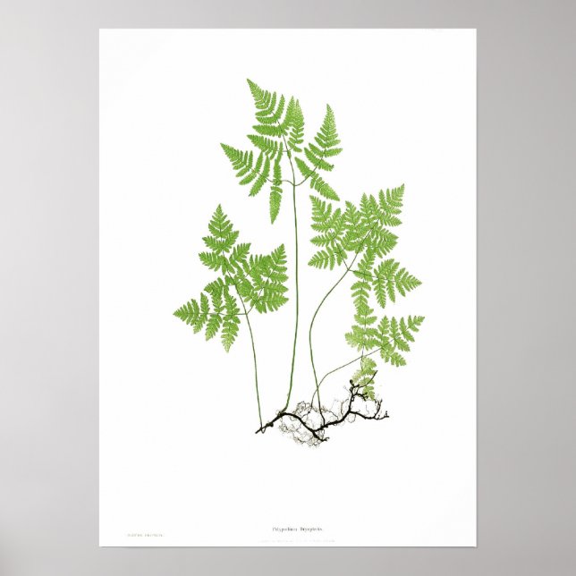 Polypodium dryopteris poster (Vorne)