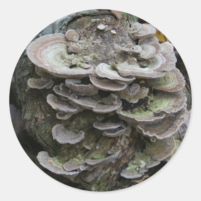 Polypore-Aufkleber Runder Aufkleber (Vorderseite)