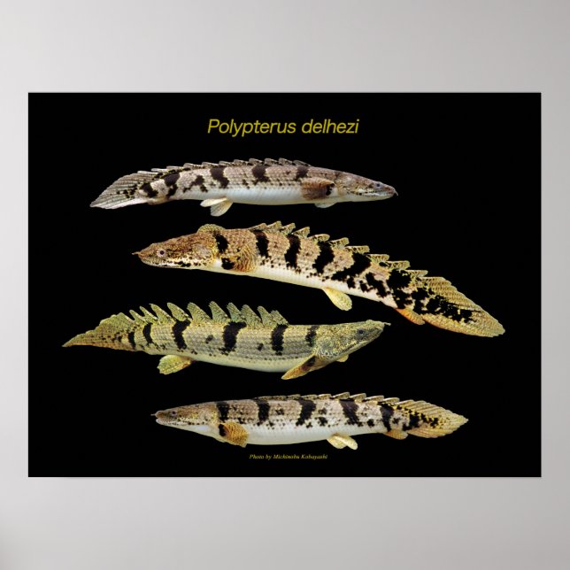 Polypterus delhezi の ポ ス タ poster (Vorne)