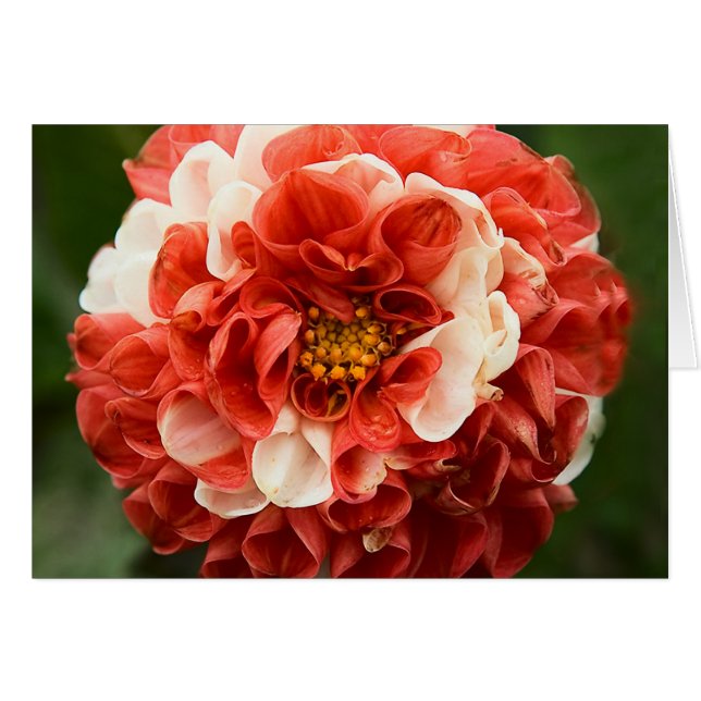 Pom-Pom-Dahlia-Karte (Vorderseite (Horizontal))