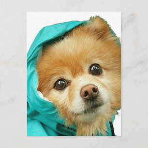 Pom Raincoat Serie Postkarte