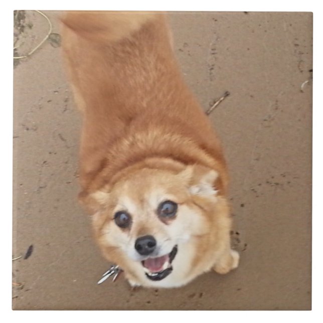 Pomchi Hund! Fliese (Vorderseite)