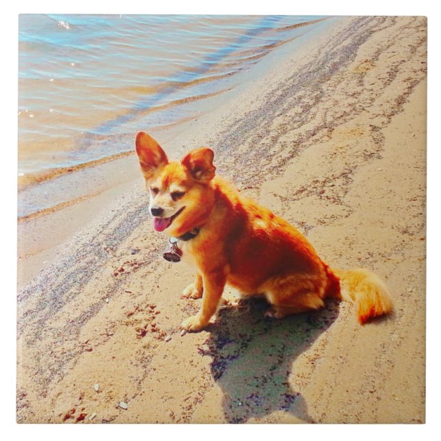 Pomchi Hund! Fliese (Vorderseite)