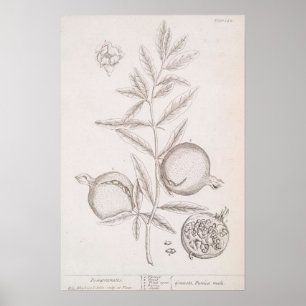 Pomegranat-botanisches zeichnend Plakat
