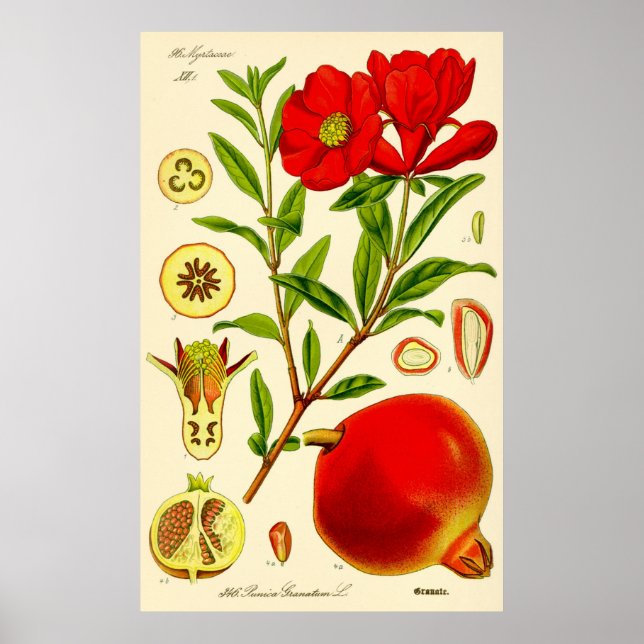 Pomegranate Monat Vintage Illustration Poster (Vorne)