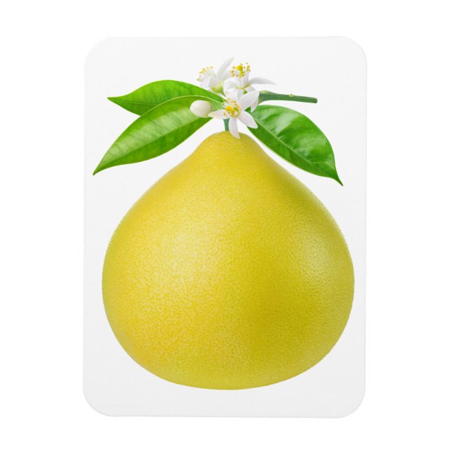 Pomelo auf Zweig Magnet (Vertikal)