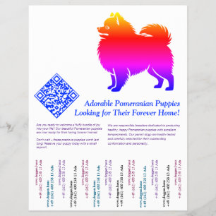 Pomeranian-Welpen Flyer