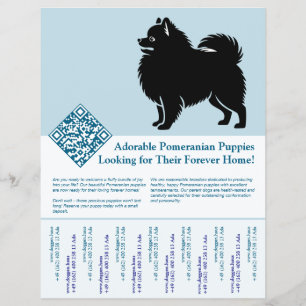 Pomeranian-Welpen  Flyer