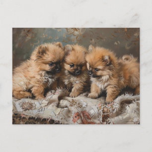 Pomeranian Welpen-Trio Vintage Postkarte