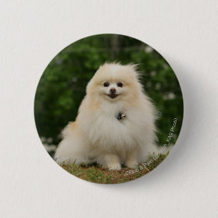 Pomeraning Sitzen Button