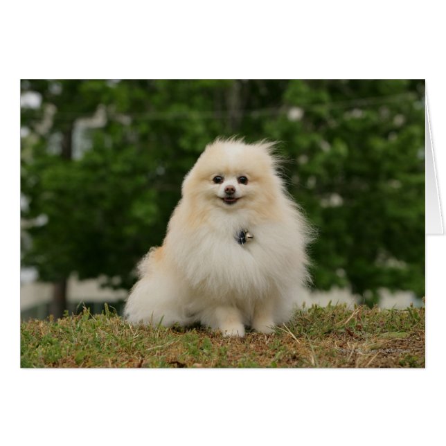 Pomerination (Vorderseite (Horizontal))