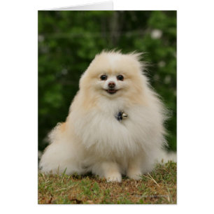 Pomerination