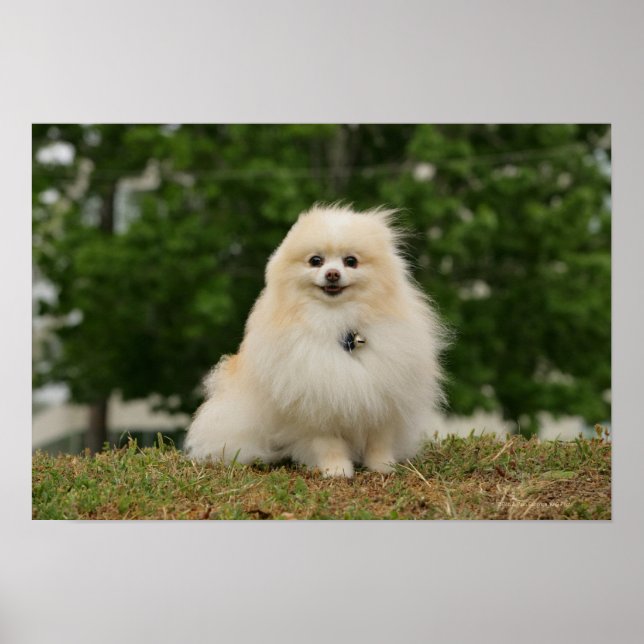 Pomerination Poster (Vorne)