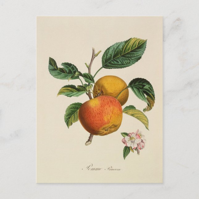 Pomme Princesse Postkarte (Vorderseite)