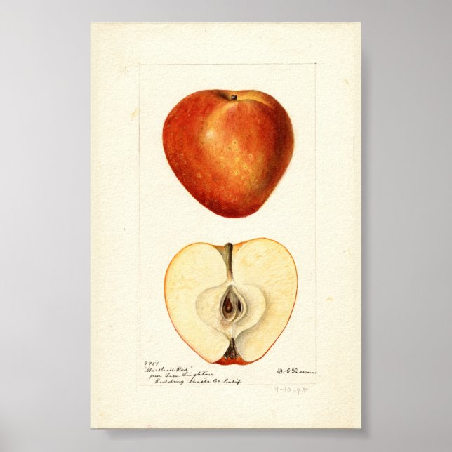 Pomological Watercolor Marshall Red Scrapbook Seit Poster (Vorne)