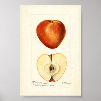 Pomologische Aquarell Marshall Red Scrapbook Seite Poster