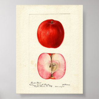 Pomologisches Aquarellfarbe Poster