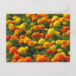 Pompom Chrysanthemums, Roath Park, Cardiff, Wales. Postkarte