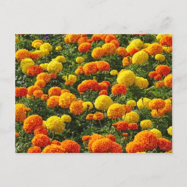 Pompom Chrysanthemums, Roath Park, Cardiff, Wales. Postkarte (Vorderseite)