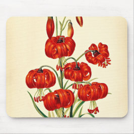 Pompone Red Lily Vintag botanisch Mousepad