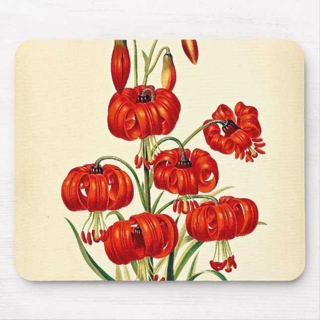 Pompone Red Lily Vintag botanisch Mousepad (Vorne)