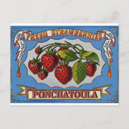 Ponchatoula, LA Strawberries Postkarte