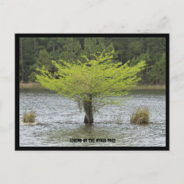 Pond Cypress Legende Postcard Postkarte