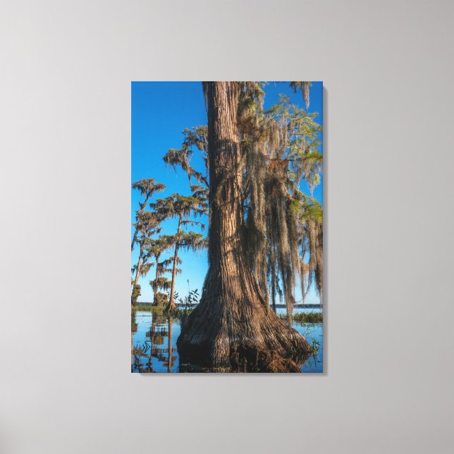 Pond Cypress Tree in einem Sumpf Leinwanddruck (Vorderseite)
