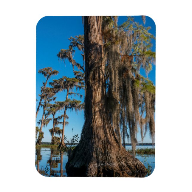 Pond Cypress Tree in einem Sumpf Magnet (Vertikal)