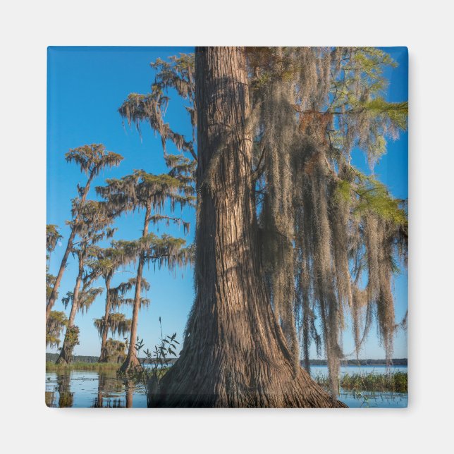 Pond Cypress Tree in einem Sumpf Magnet (Vorne)