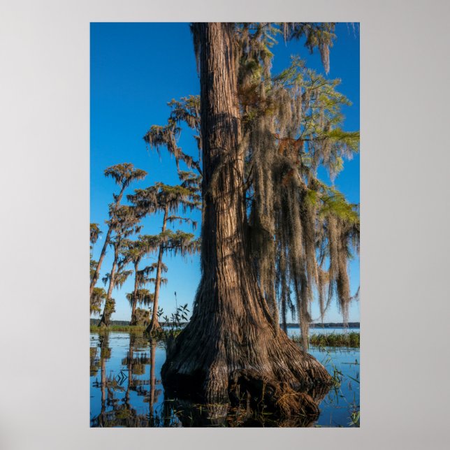 Pond Cypress Tree in einem Sumpf Poster (Vorne)