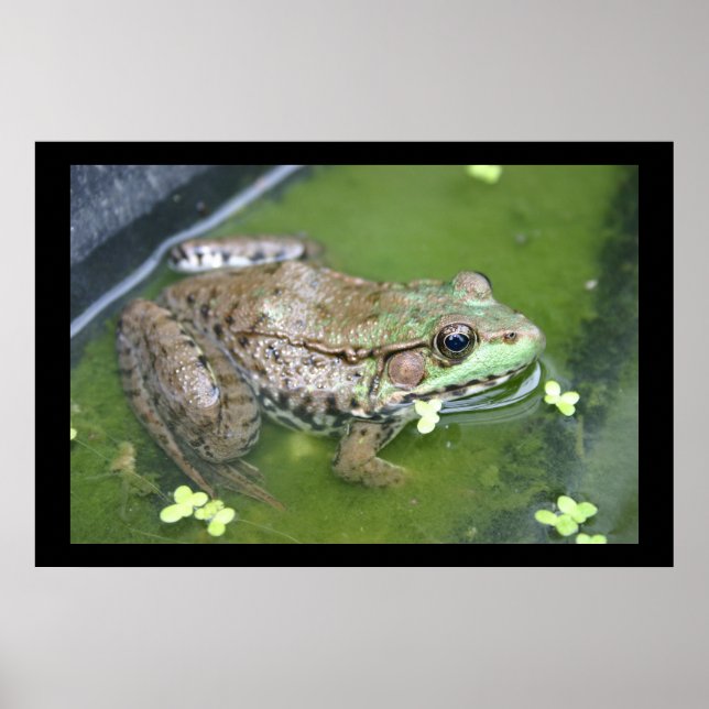 Pond Frog Poster (Vorne)