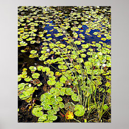Pond Lily Pads and Reeds Fotografisch Poster