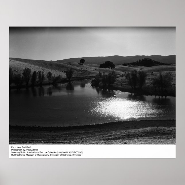 Pond Near Red Bluff von Ansel Adams Poster (Vorne)