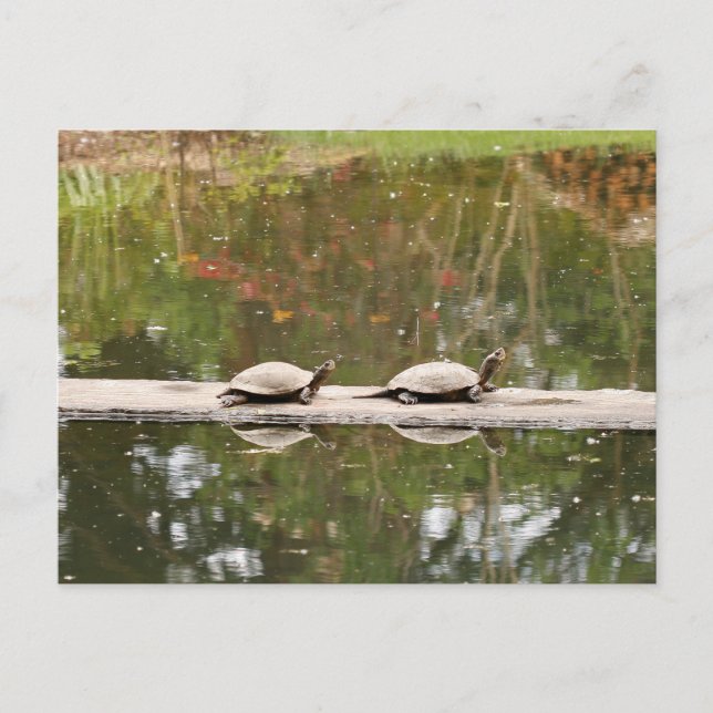 Pond Turtle Postcard Postkarte (Vorderseite)