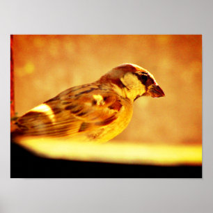 Pondering Sparrow Poster