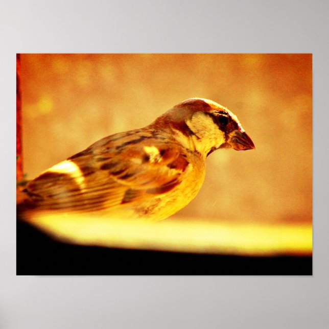 Pondering Sparrow Poster (Vorne)