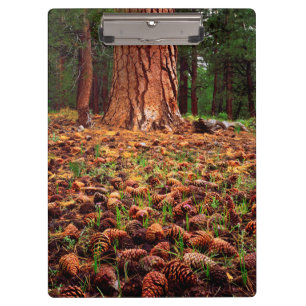 Ponderosa-Baum mit Kiefern Klemmbrett