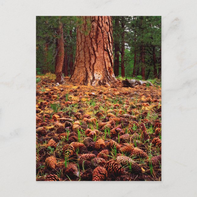 Ponderosa-Baum mit Kiefern Postkarte (Vorderseite)