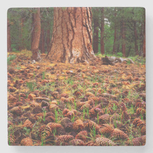 Ponderosa-Baum mit Kiefern Steinuntersetzer