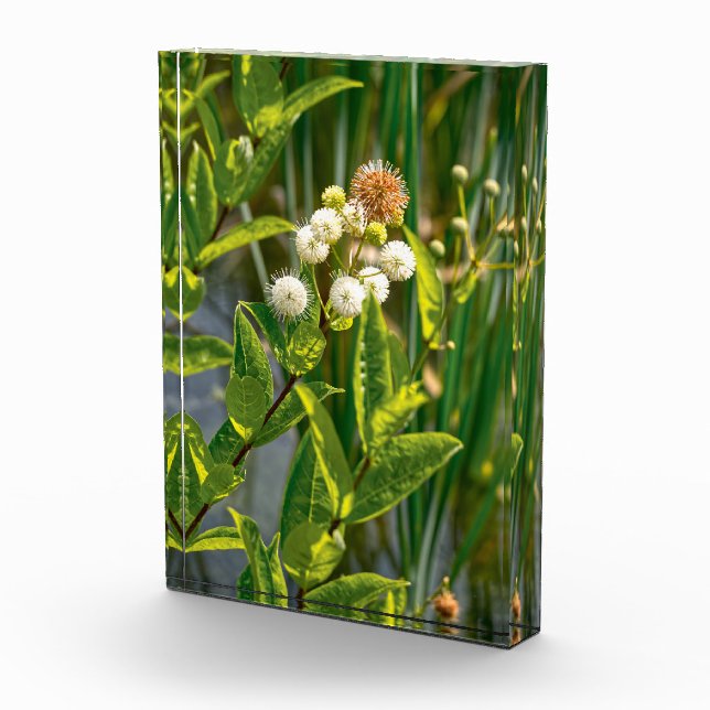 Pondside Elegante: Blume im Blut Fotoblock (Rechts)