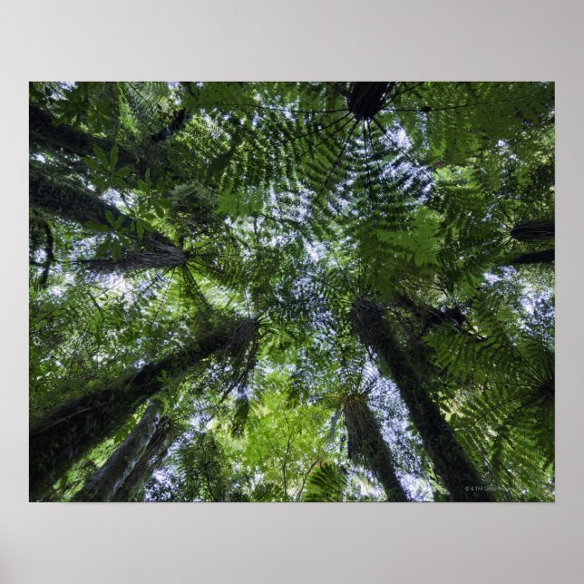 Pongabäume in üppiger, heimischer Buschlandschaft Poster (Vorne)