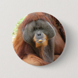 Pongo-Orang-Utan Affen-rundes Button