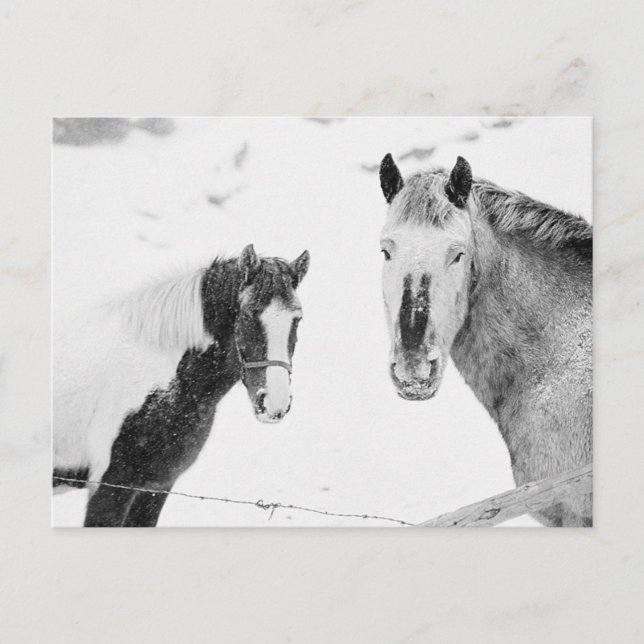 Ponies in Snowstorm Postkarte (Vorderseite)