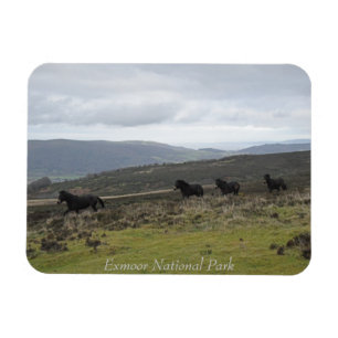 Ponies on Exmoor National Park, England Magnet