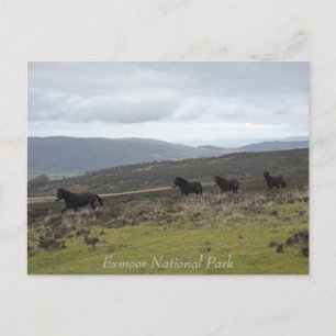Ponies on Exmoor National Park, England Postkarte