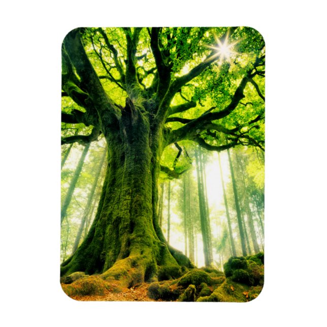 Ponthus' Beech Magnet (Vertikal)