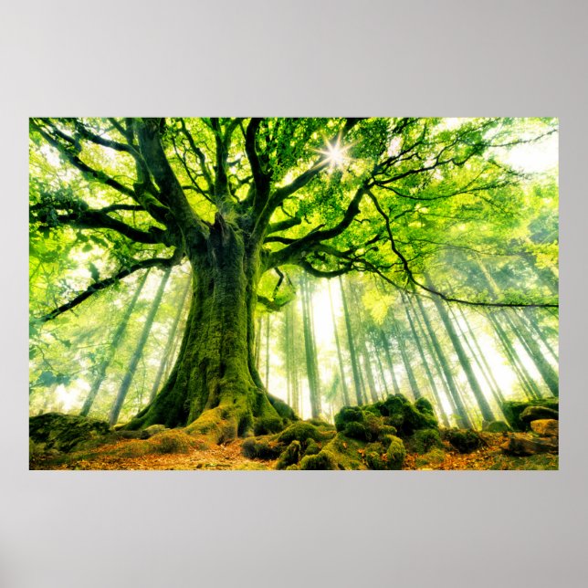 Ponthus' Beech Poster (Vorne)